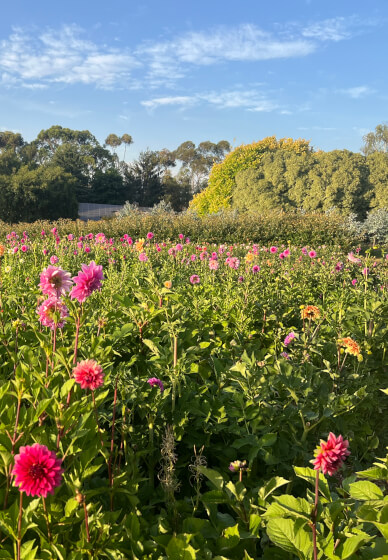 Flower Picking Class with Farm Tour