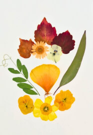 Flower Pressing Art Workshop