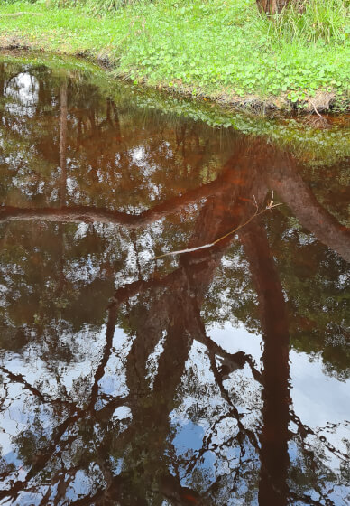 Flower Therapy and Forest Bathing Workshop