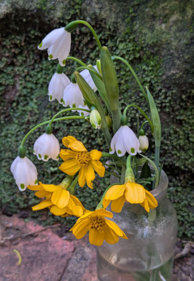 Flower Therapy and Forest Bathing Workshop