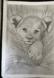 Foundation Course in Sketching: Animals