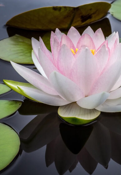 Free Transcendental Meditation Discovery Class
