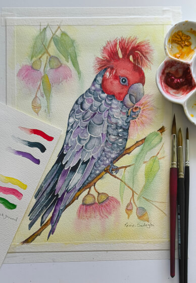 Gang Gang Cockatoo Watercolour Workshop with Ferie Sadeghi