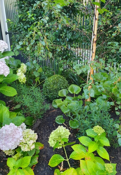 Garden Consultation Experience in Your Garden