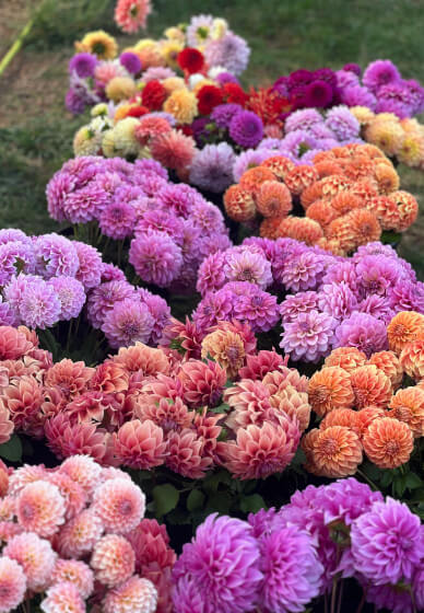 Gardening Workshop: Dividing and Sharing Dahlias