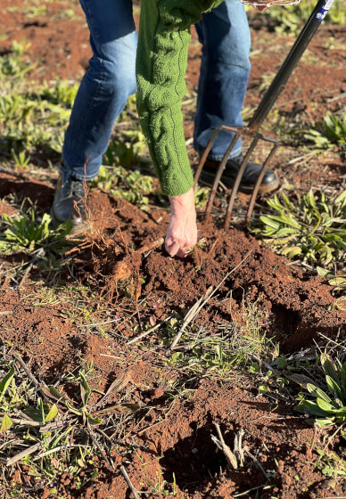 Gardening Workshop: Dividing and Sharing Dahlias
