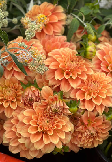 Gardening Workshop: Dividing and Sharing Dahlias