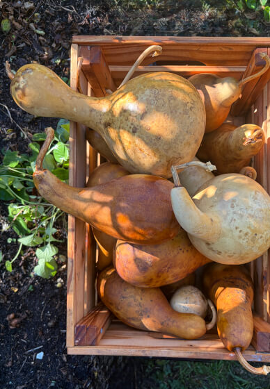 Gourd and Glow Lantern Making Workshop