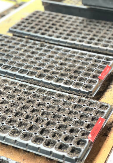 Grow and Bloom – Cut Flower Farming Workshop (Two Days)