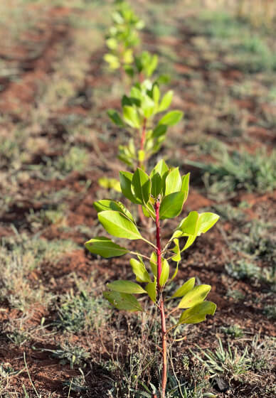 Grow and Bloom – Cut Flower Farming Workshop (Two Days)