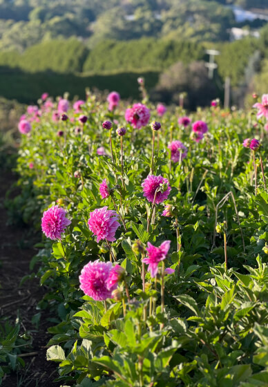Grow and Bloom – Cut Flower Farming Workshop (Two Days)