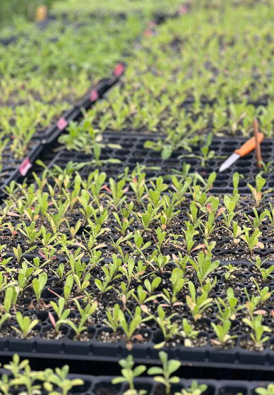 Grow and Bloom – Cut Flower Farming Workshop (Two Days)