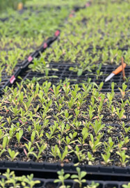 Grow and Bloom – Cut Flower Farming Workshop (Two Days)