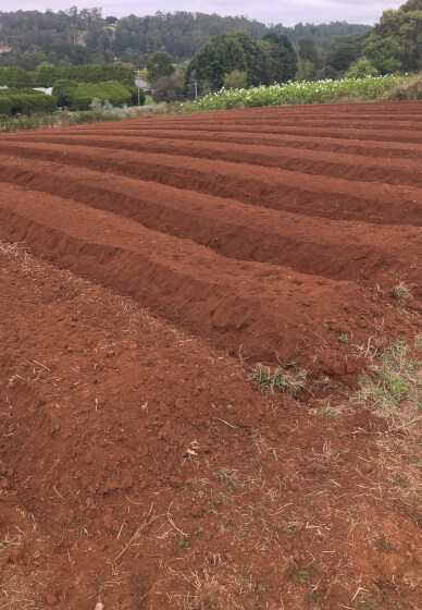 Grow and Bloom – Cut Flower Farming Workshop (Two Days)