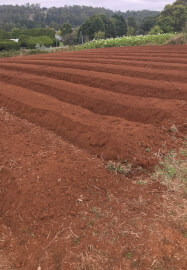 Grow and Bloom – Cut Flower Farming Workshop (Two Days)