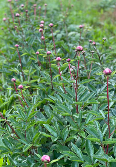 Grow and Bloom – Cut Flower Farming Workshop (Two Days)