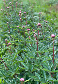 Grow and Bloom – Cut Flower Farming Workshop (Two Days)