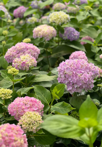 Grow and Bloom – Cut Flower Farming Workshop (Two Days)