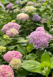 Grow and Bloom – Cut Flower Farming Workshop (Two Days)