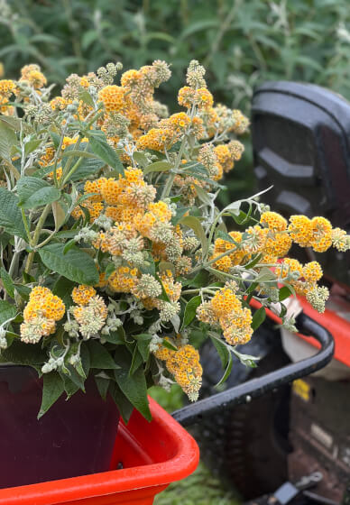 Grow and Bloom – Cut Flower Farming Workshop (Two Days)