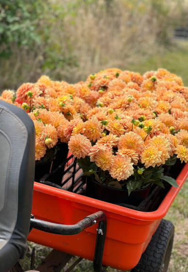 Grow and Bloom – Cut Flower Farming Workshop (Two Days)