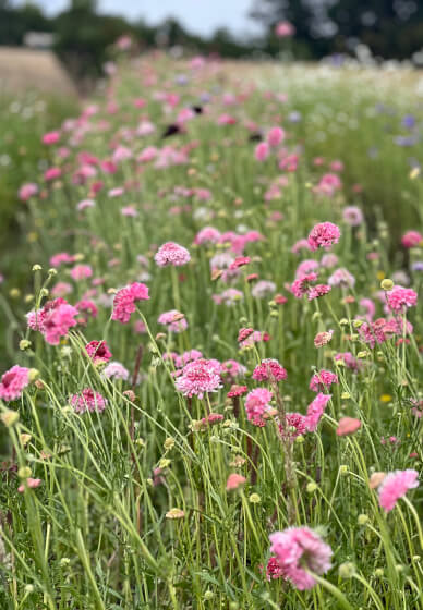 Grow and Bloom – Cut Flower Farming Workshop (Two Days)