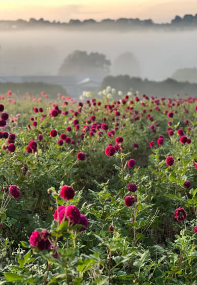 Grow and Bloom – Cut Flower Growing Workshop