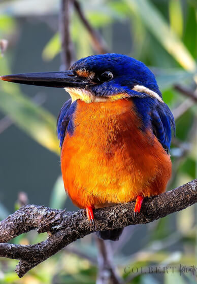 Half Day Workshop: Paint Your Pet Pop Art Style