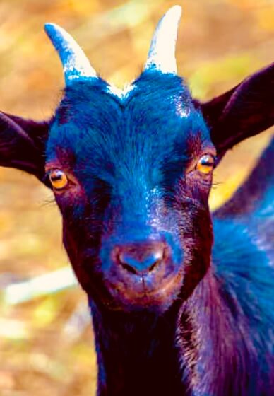 Half Day Workshop: Paint Your Pet Pop Art Style