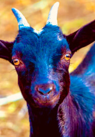 Half Day Workshop: Paint Your Pet Pop Art Style