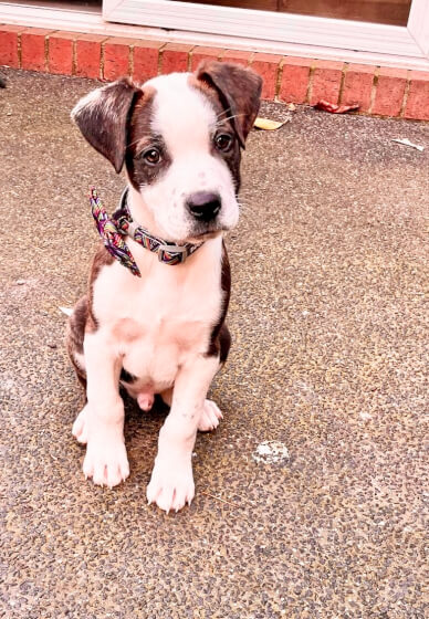 Half Day Workshop: Paint Your Pet Pop Art Style