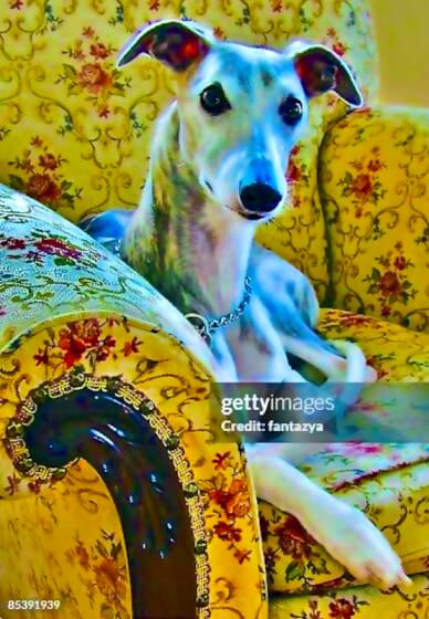 Half Day Workshop: Paint Your Pet Pop Art Style