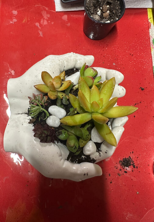 Hand Succulent Arrangement Workshop