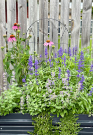 Herbal Basics Workshop