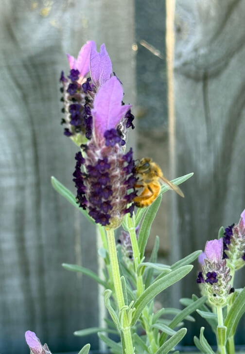 Herbal Basics Workshop