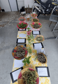 Herbal Tea Workshop