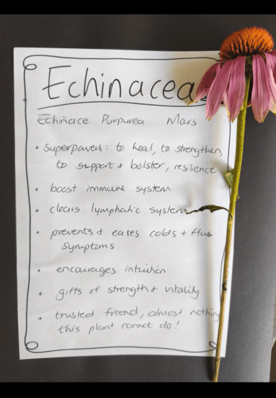 Herbal Tea Workshop
