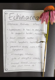 Herbal Tea Workshop