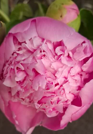 High Tea and Floral Gift Bag Workshop