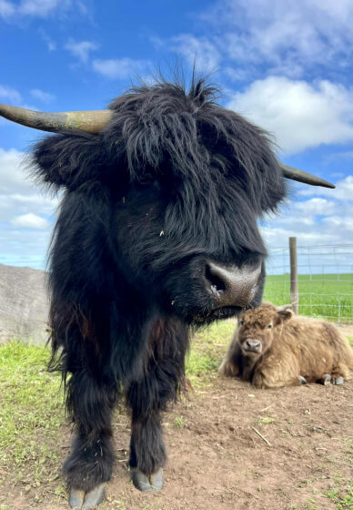Highland Cow Paint Party