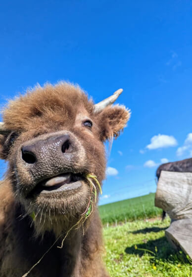 Highland Cow Paint Party