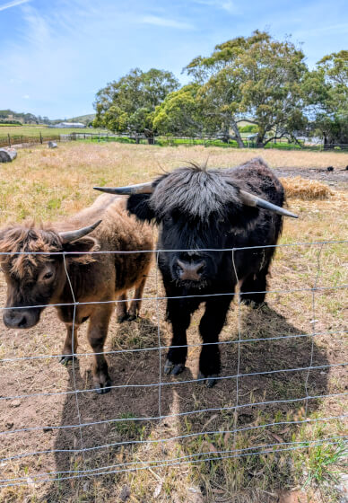 Highland Cow Paint Party