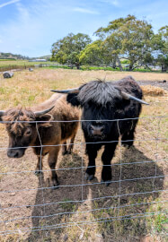 Highland Cow Paint Party