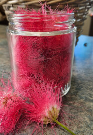 Honey and Beyond Herbal Workshop