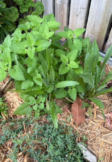 Honey and Beyond Herbal Workshop