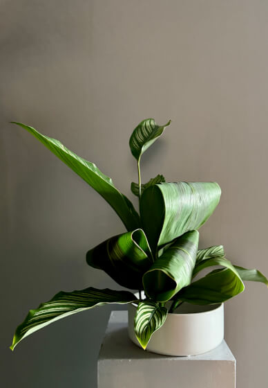 Ikebana Flower Arranging Workshop Sydney