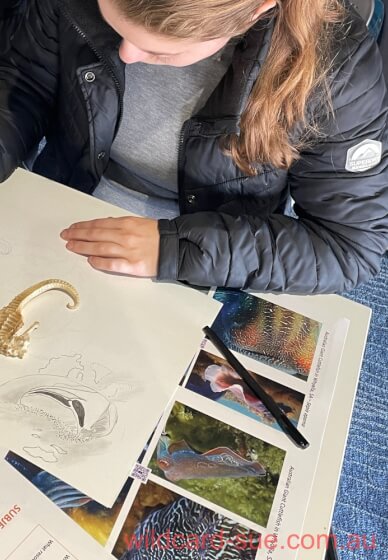 Illustration and Marine Discovery Workshop