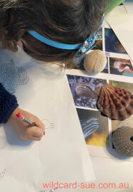 Illustration and Marine Discovery Workshop
