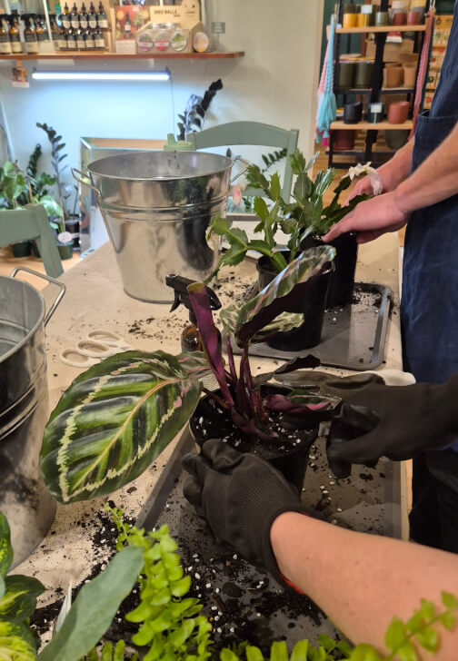 Indoor Plant Care for Beginners