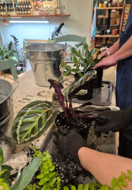 Indoor Plant Care for Beginners